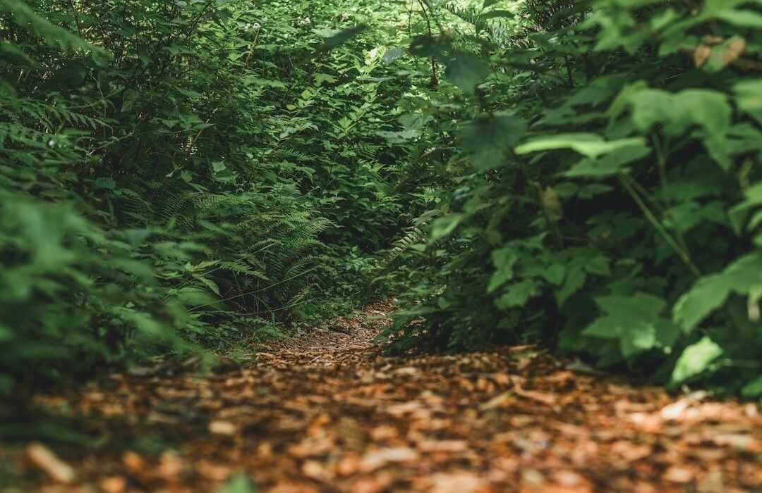 Sentier forestier ombragé bordé de fougères et de feuillages denses