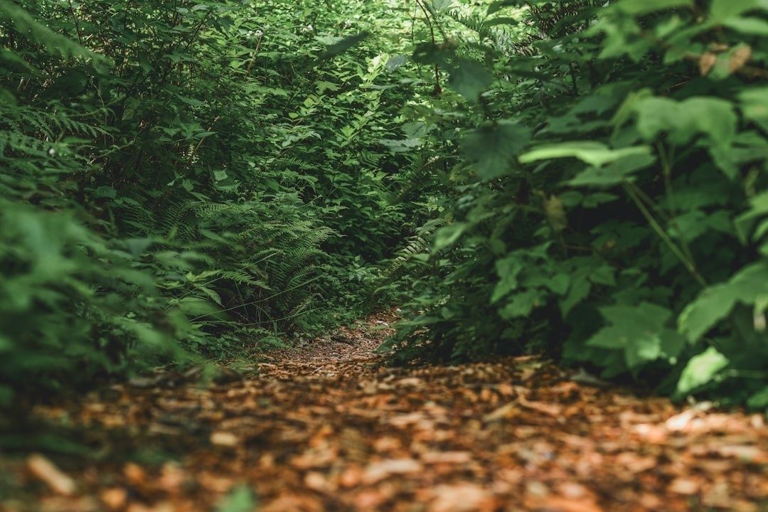 Sentier forestier ombragé bordé de fougères et de feuillages denses